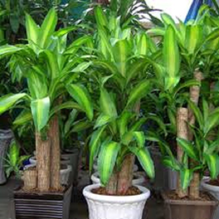 chậu thiết ghép (thiết mộc lan) cây phong thủy