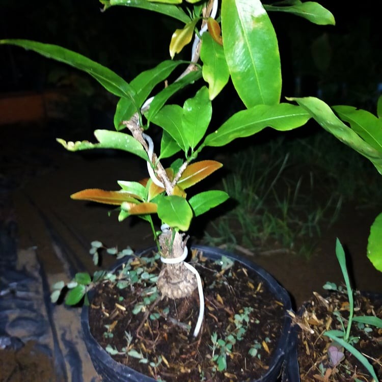 Mai GIỐNG Đại Lộc