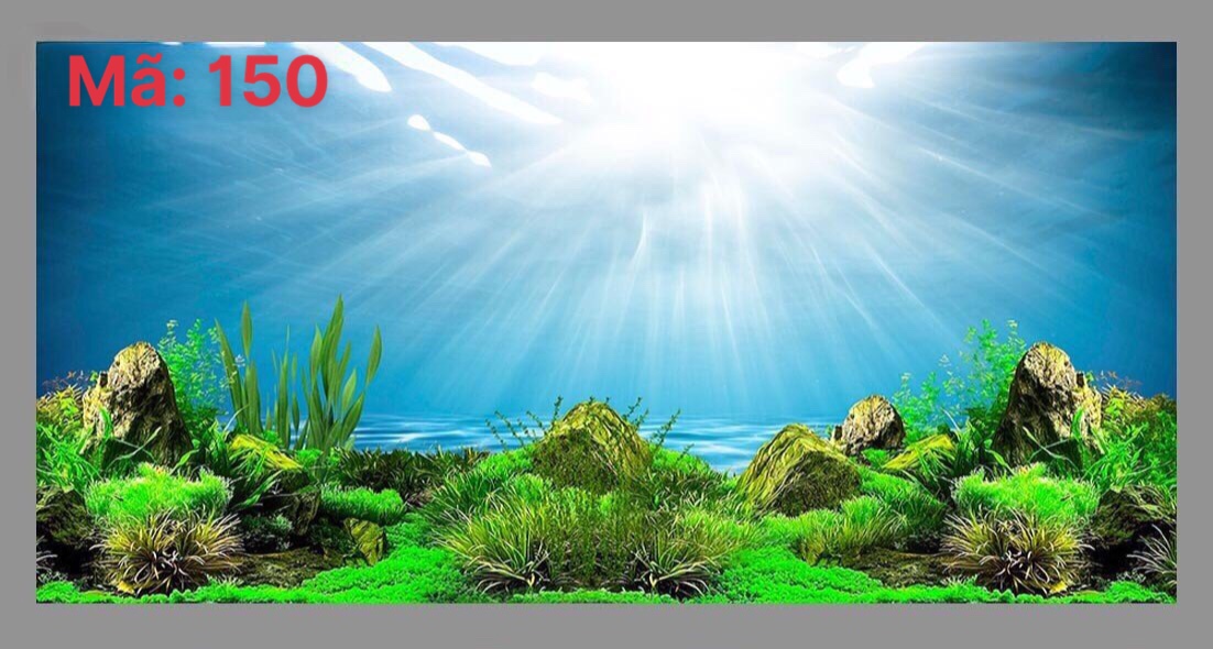 Tranh 3d dán hồ cá dán bể cá mẫu thủy sinh dưới nước mặt lưng tặng kèm tem cảnh báo