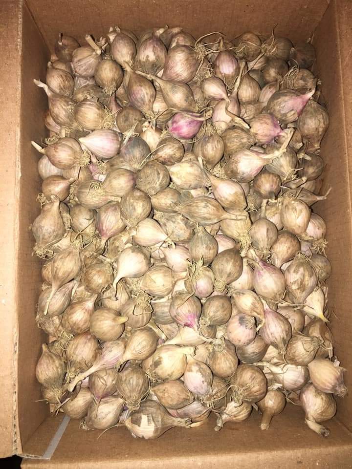 Tỏi cô đơn Sơn La 1kg