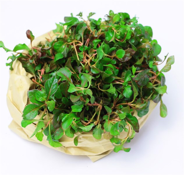 Combo 10 cây giống rau dền Nhật - Cải Xoong Nhật - giống rau bổ dưỡng cực dễ trồng