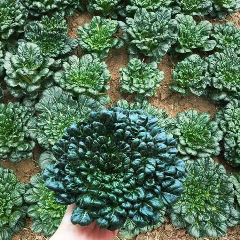 500 HẠT GIỐNG CẢI HOA HỒNG RẠNG ĐÔNG