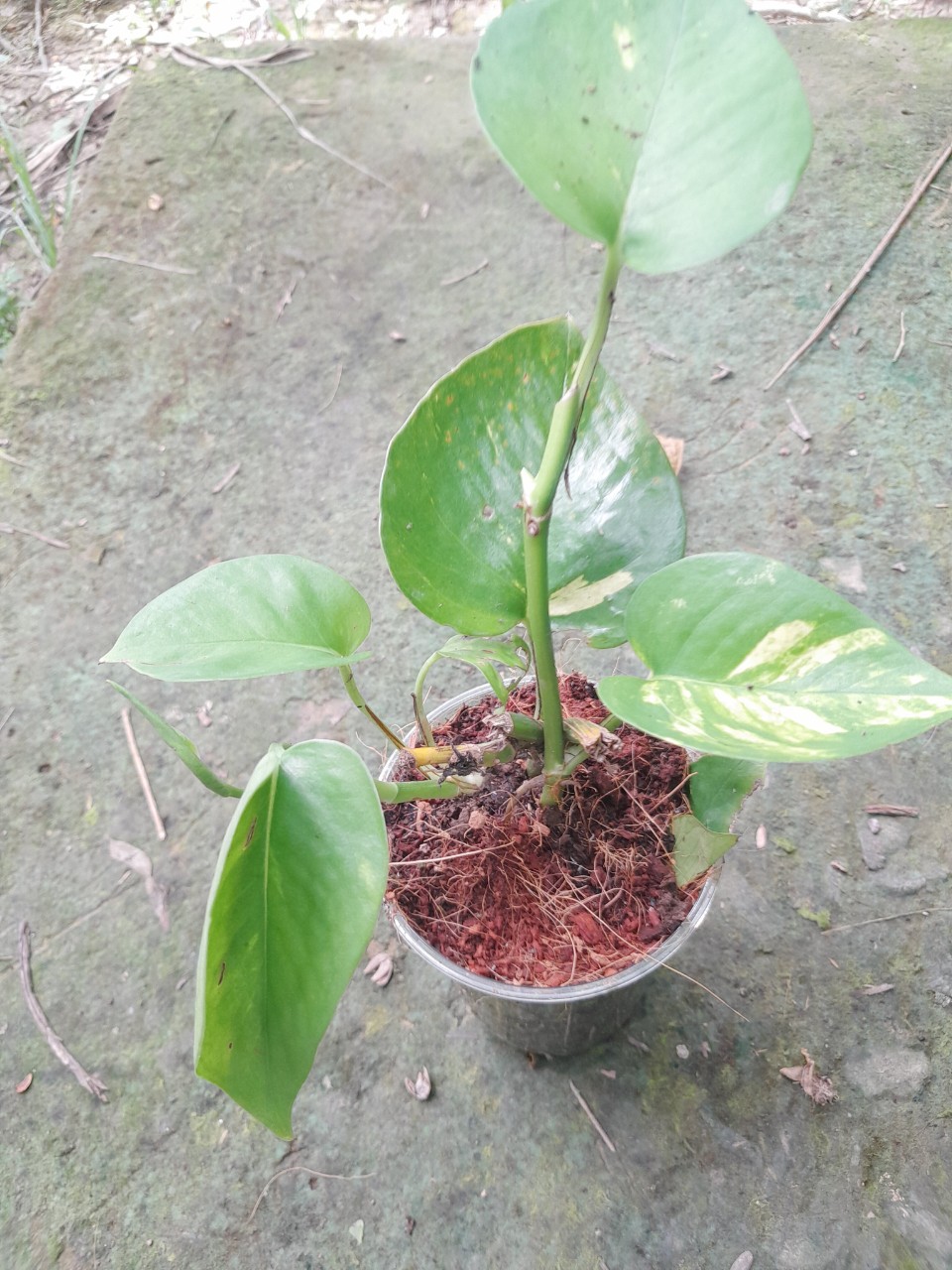 Cây Trầu bà ( trồng đất hoặc thủy sinh đều được)