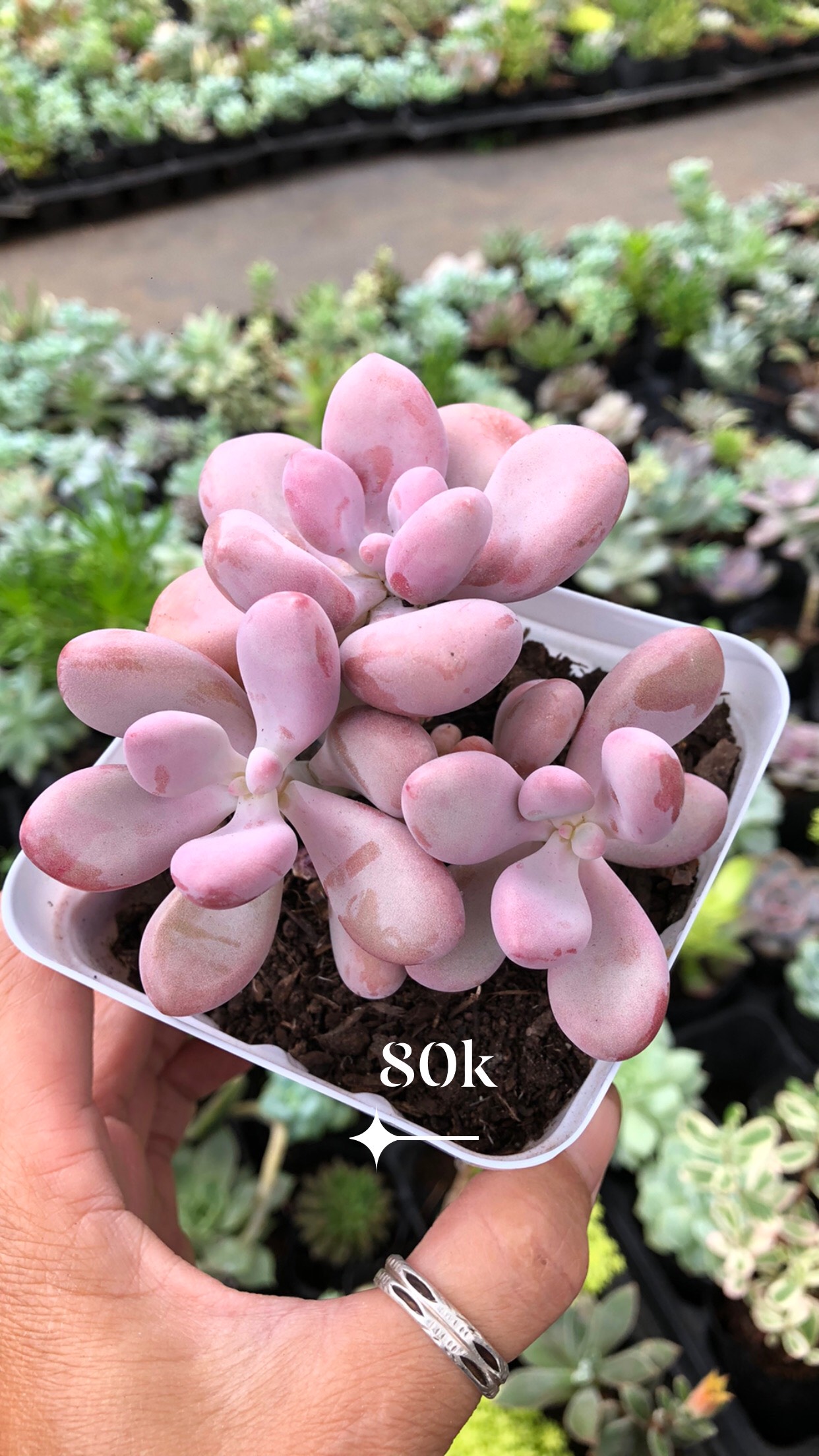 Sen đá Sỏi Hồng đẹp