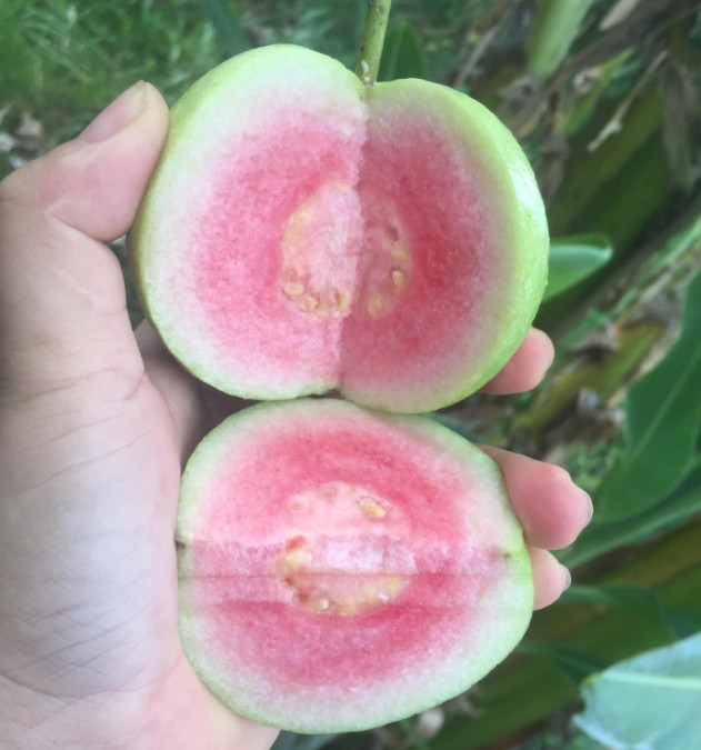 Ổi ruby, ổi ru by ruột đỏ giòn ngọt 1kg, 2kg 3kg