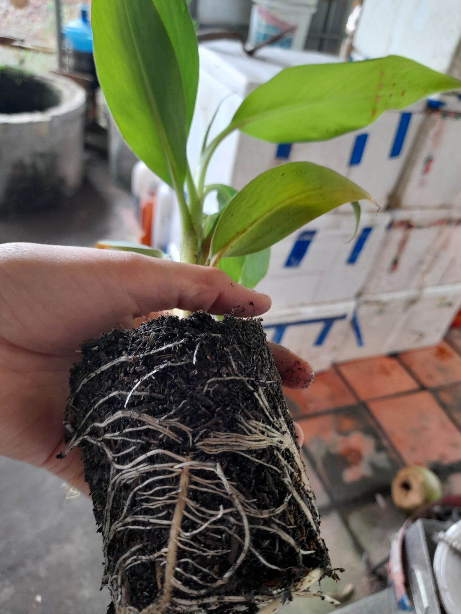 Chuối già LaBa (cây giống SaDec)