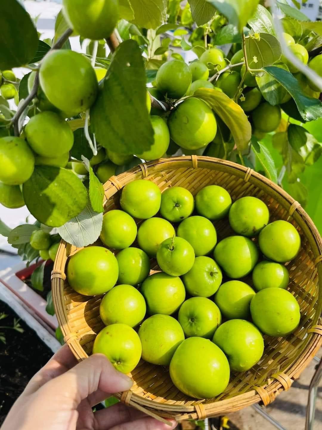 Cây Giống Táo Thái Leo Giàn Ninh Thuận