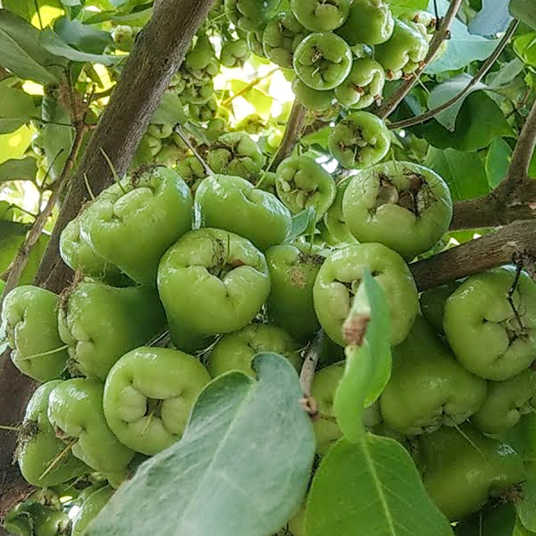 ( Hàng mới về ) Cây giống Roi Xanh.