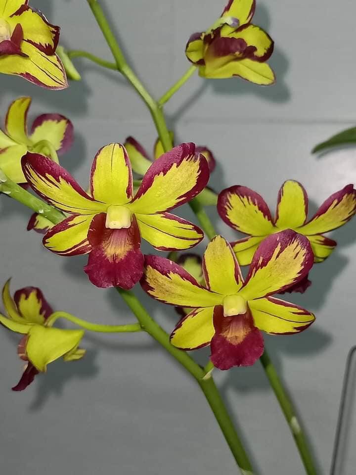 Dendro Chớp Vàng Đỏ 5%