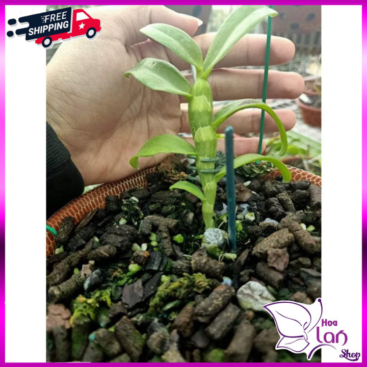 Lan Phi Điệp  *☘️ FREESHIP ☘️* Mặt Hoa Đẹp Nhất 2021 [ Ươm Kie ]