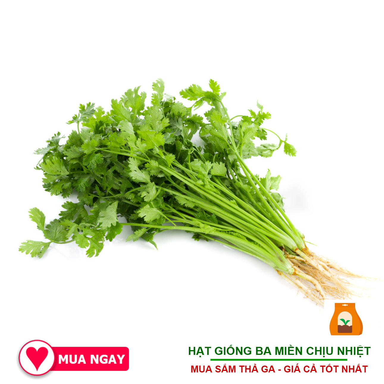 20G - Hạt Giống Ngò Rí Bạc Liêu