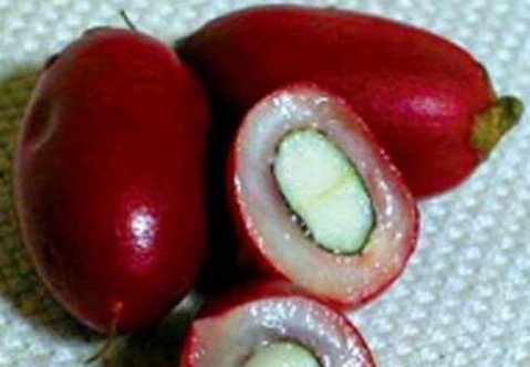 10 TRÁI cây thần kì (CHÍN, ĂN ĐƯỢC)