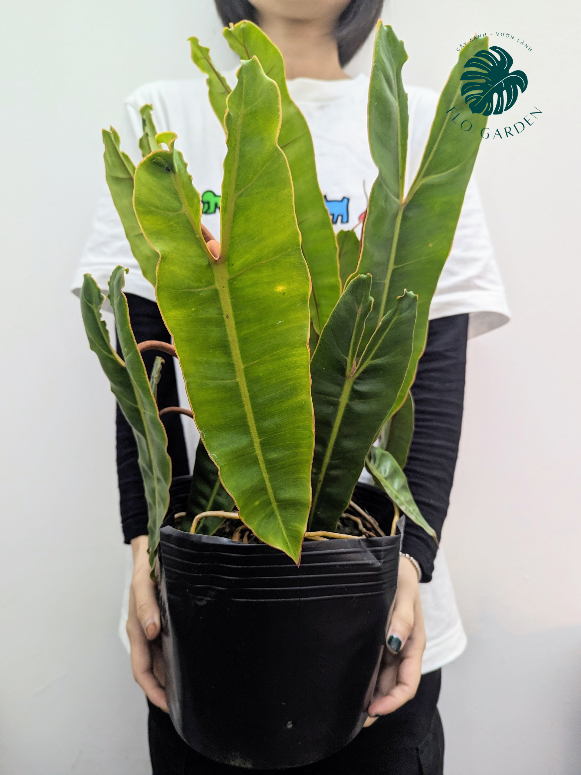 Philodendron Billietiae - Cây Trầu Bà Hạc Cam