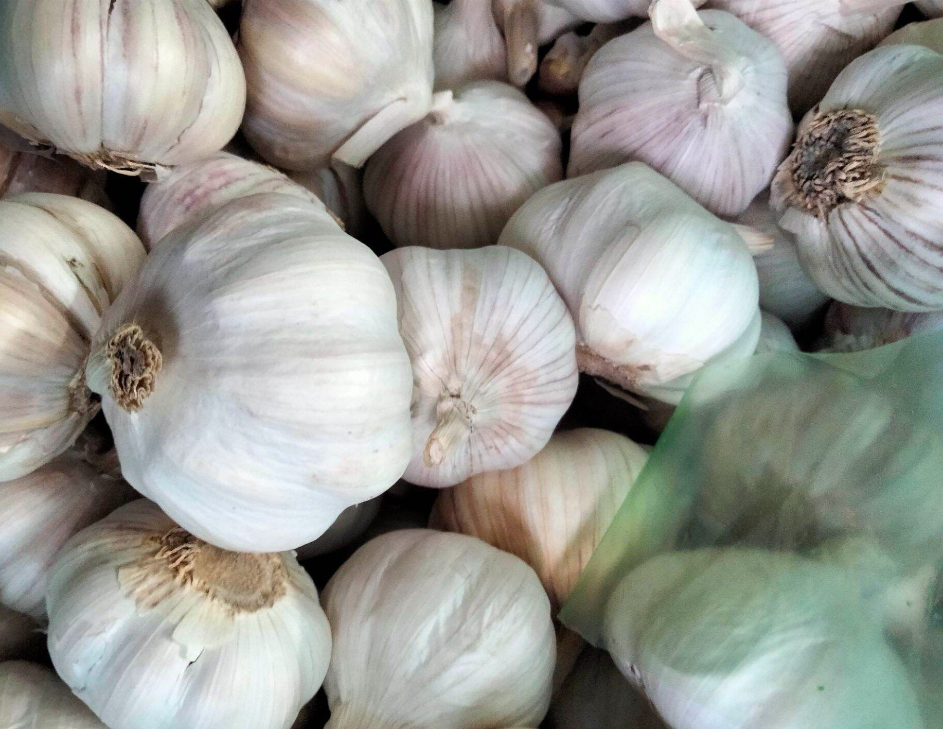 Tỏi lai tía (Thơm ngon, chắc mẩy)