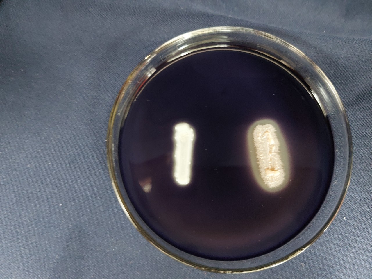 Men Microbiology (Bacillus subtilis 10 ^ 9 CFU/g)