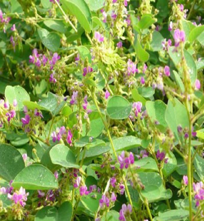 Hạt Giống Kim tiền thảo ( cây dược liệu ) - Gói 50 hạt