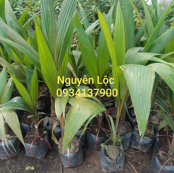 Cây giống dừa lùn ML