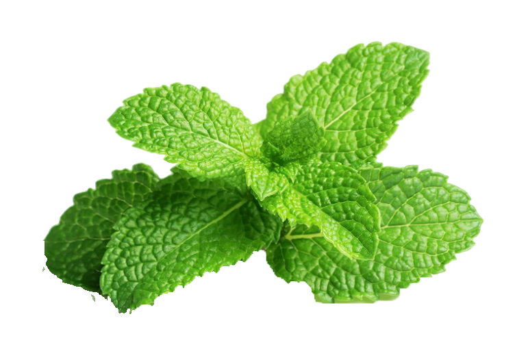 Tinh dầu bạc hà Peppermint