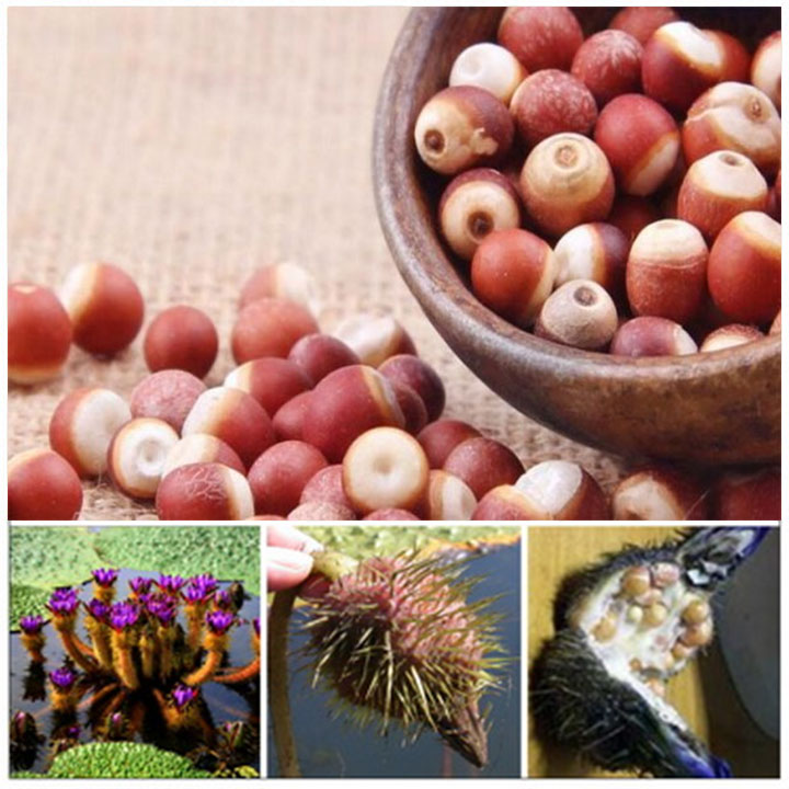 Khiếm thực 1kg