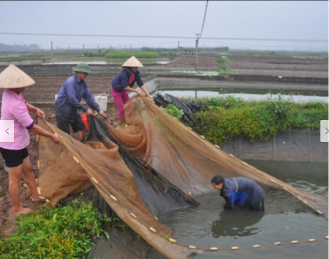 Lưới vét cá cao 2 dài 10 m. 15 m