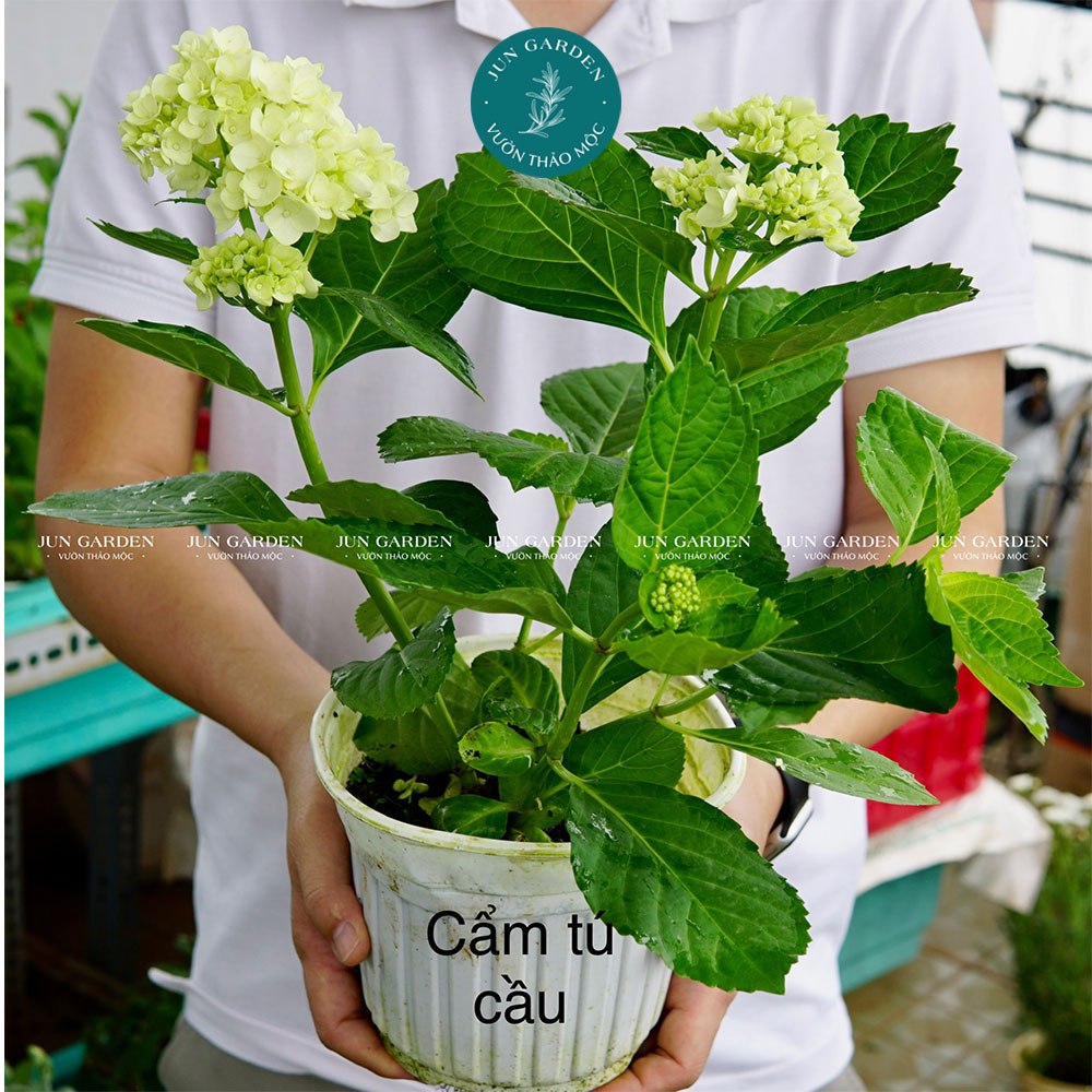 Cẩm Tú Cầu JUN GARDEN Đà Lạt Cây Khoẻ Dễ Sai Hoa