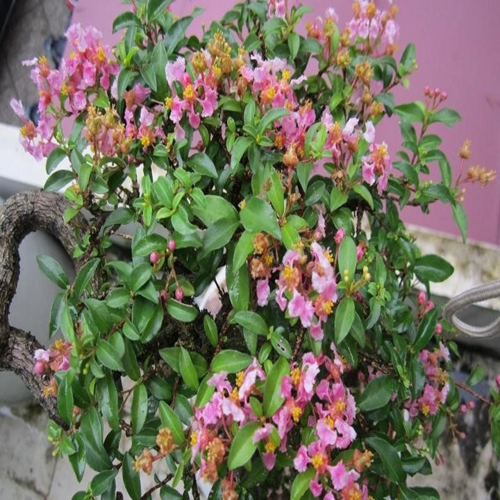 CÂY HỒNG NGỌC MAI CÂY LỚN
