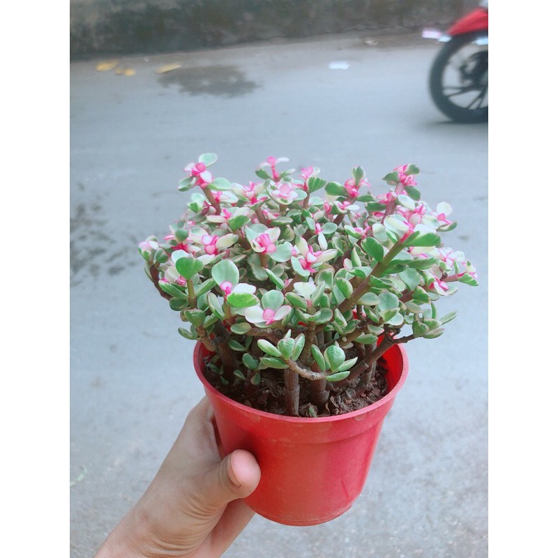 [HCM]Cây Cành Vàng Lá Ngọc