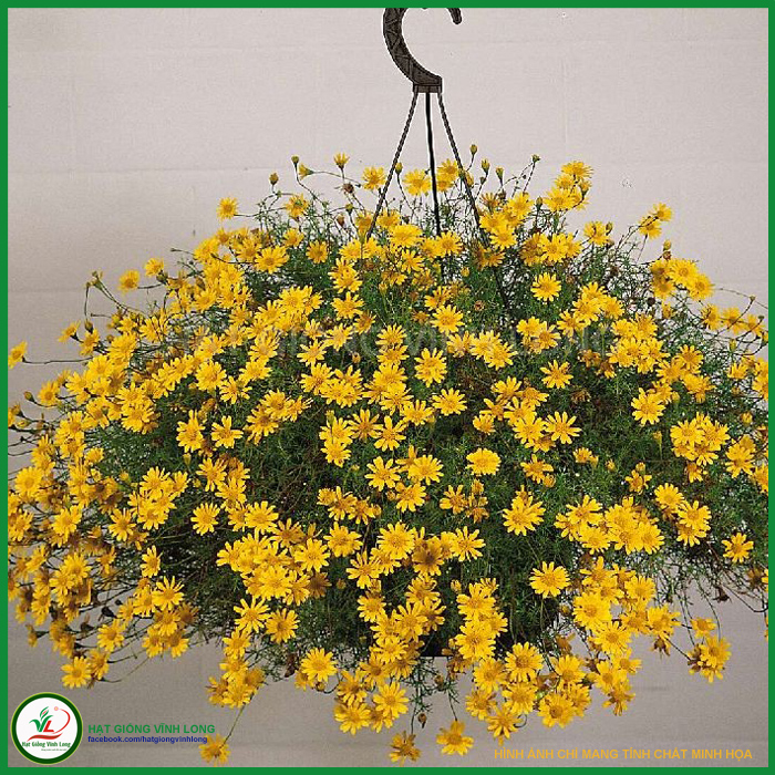 Hạt giống hoa Cúc sao băng RD 865 - 0.03g