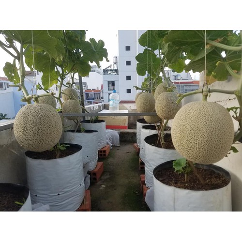 "Gói 10 Hạt " Hạt giống dưa lưới vỏ xanh