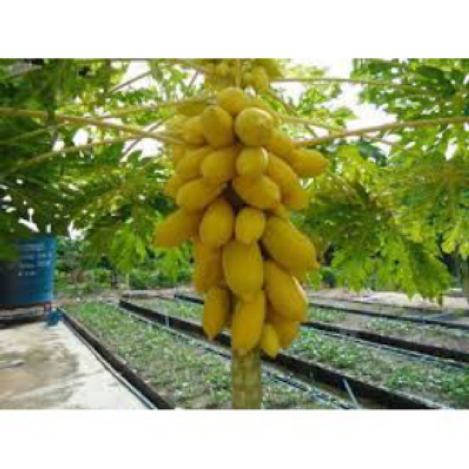 HẠT GIỐNG ĐU ĐỦ DA VÀNG 10 HẠT