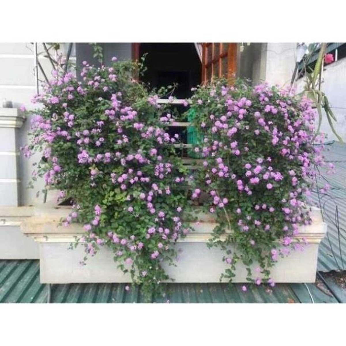 CHẬU HOA CÚC Ngũ Sắc Tím Rủ SIÊU ĐẸP