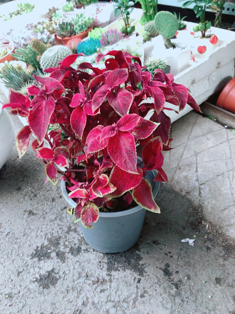 Cây Lá Gấm Đỏ