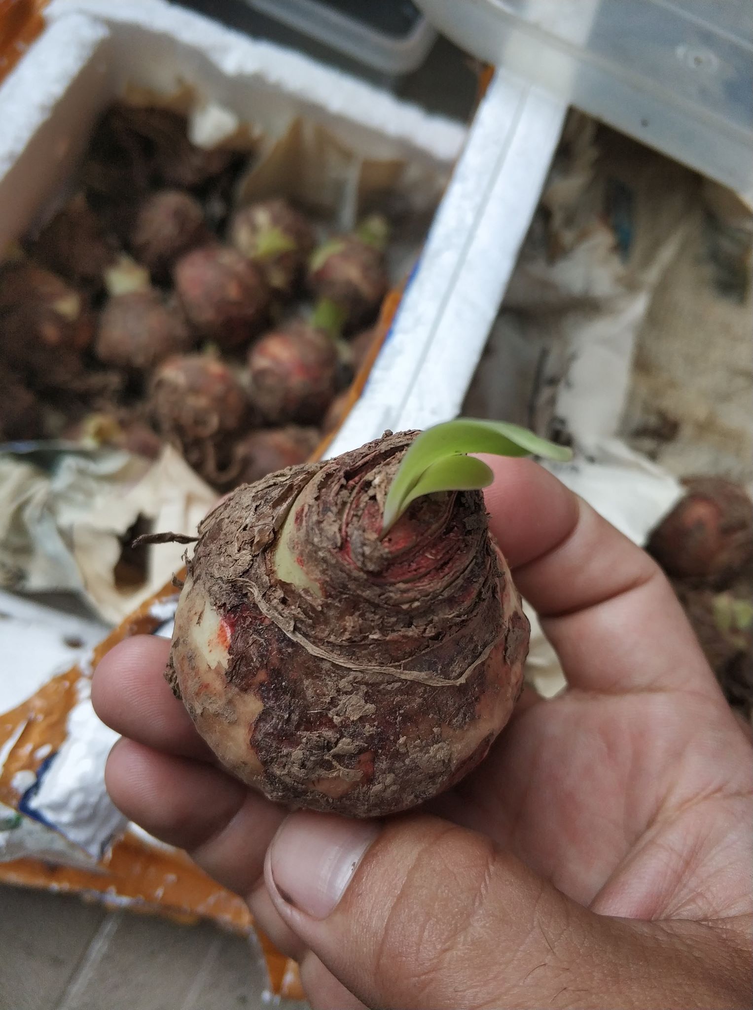 Củ giống hoa lan huệ tây mix màu ( được chọn màu đỏ nhung và hồng đào ) - VTNT1