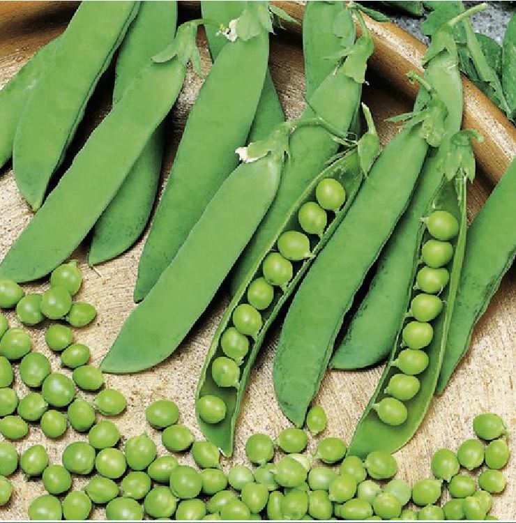 Hạt giống đậu hà lan ( Lấy hạt ) - Gói 20gram