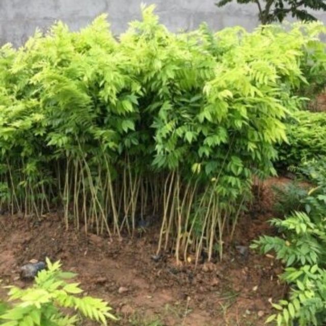 COMBO 10 CÂY XƯA ĐỎ CAO 50CM