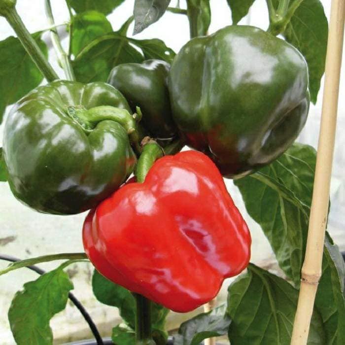 "Gói 10 Hạt " Hạt giống ớt ngọt đà lạt 10 hạt