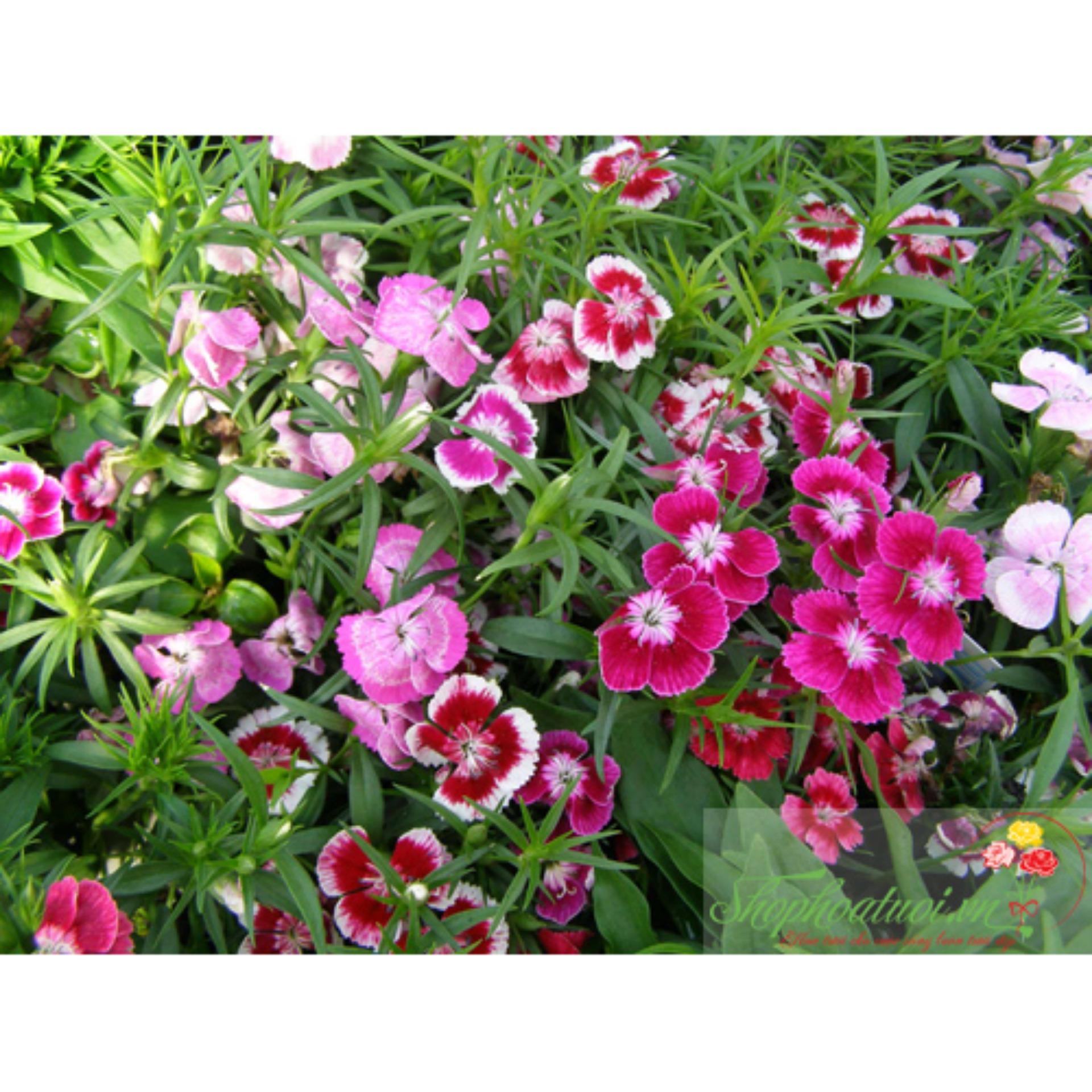 100 Hạt giống Cẩm chướng đơn mix (tặng Kích nẩy mầm, Hướng dẫn ươm)