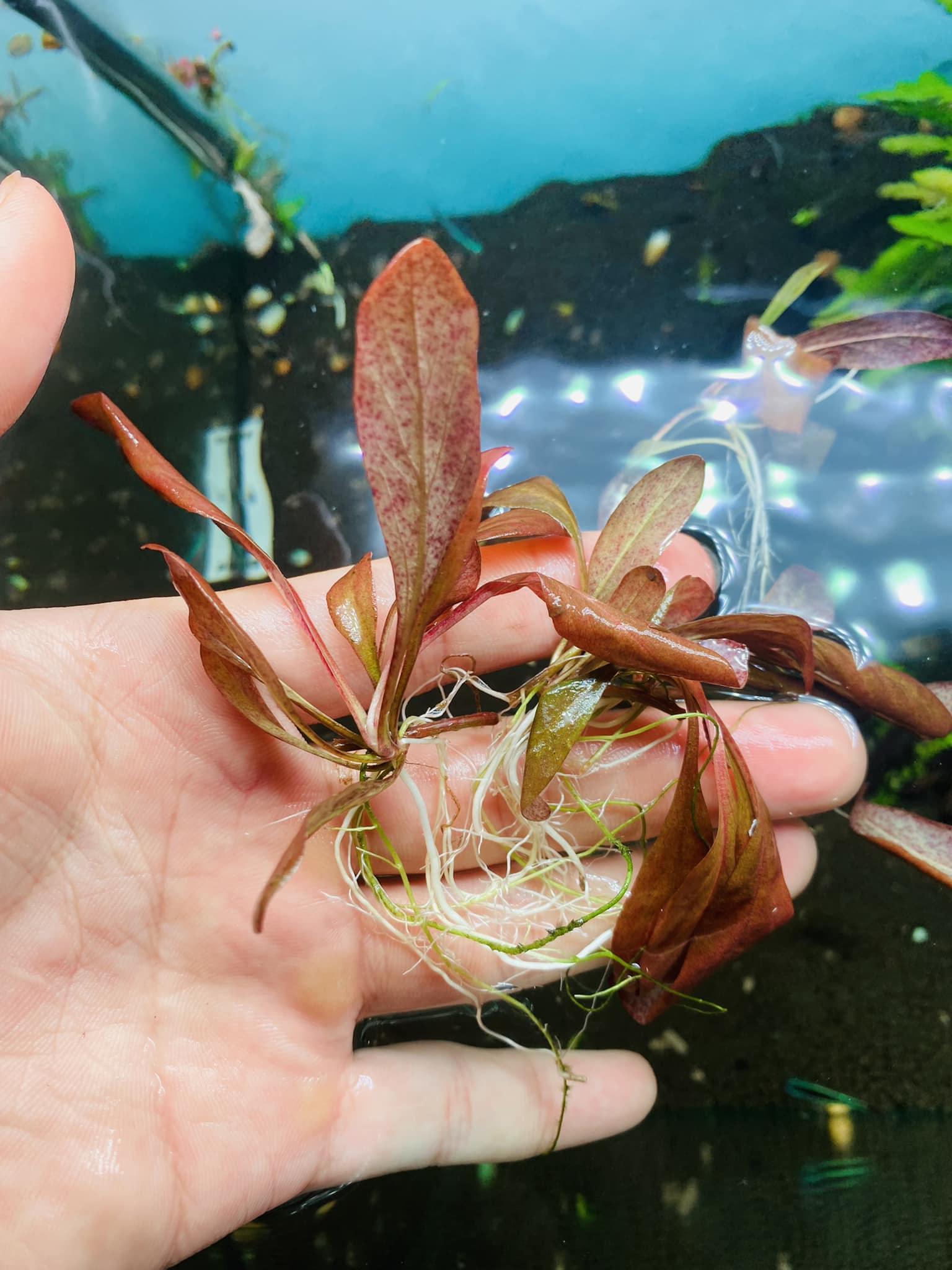 Cây Cải đỏ cây thủy sinh trang trí hồ