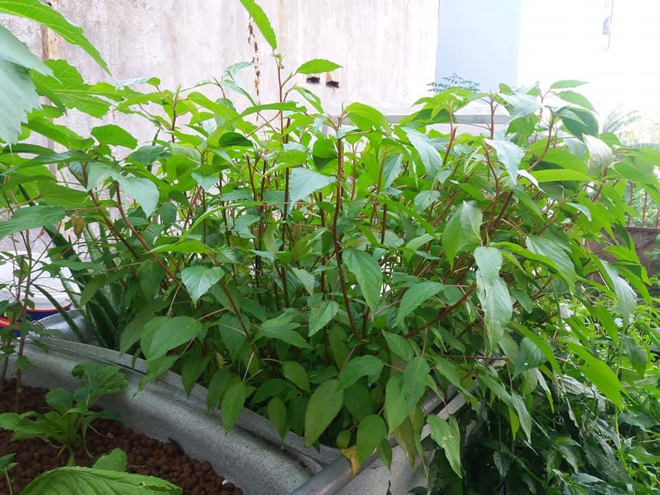 Hạt Giống Rau Đay Đỏ Rạng Đông 20gram