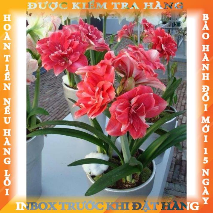 CỦ HOA HUỆ TÂY CÁNH KÉP (MUA 5 TẶNG 2, MUA 10 TẶNG 6)