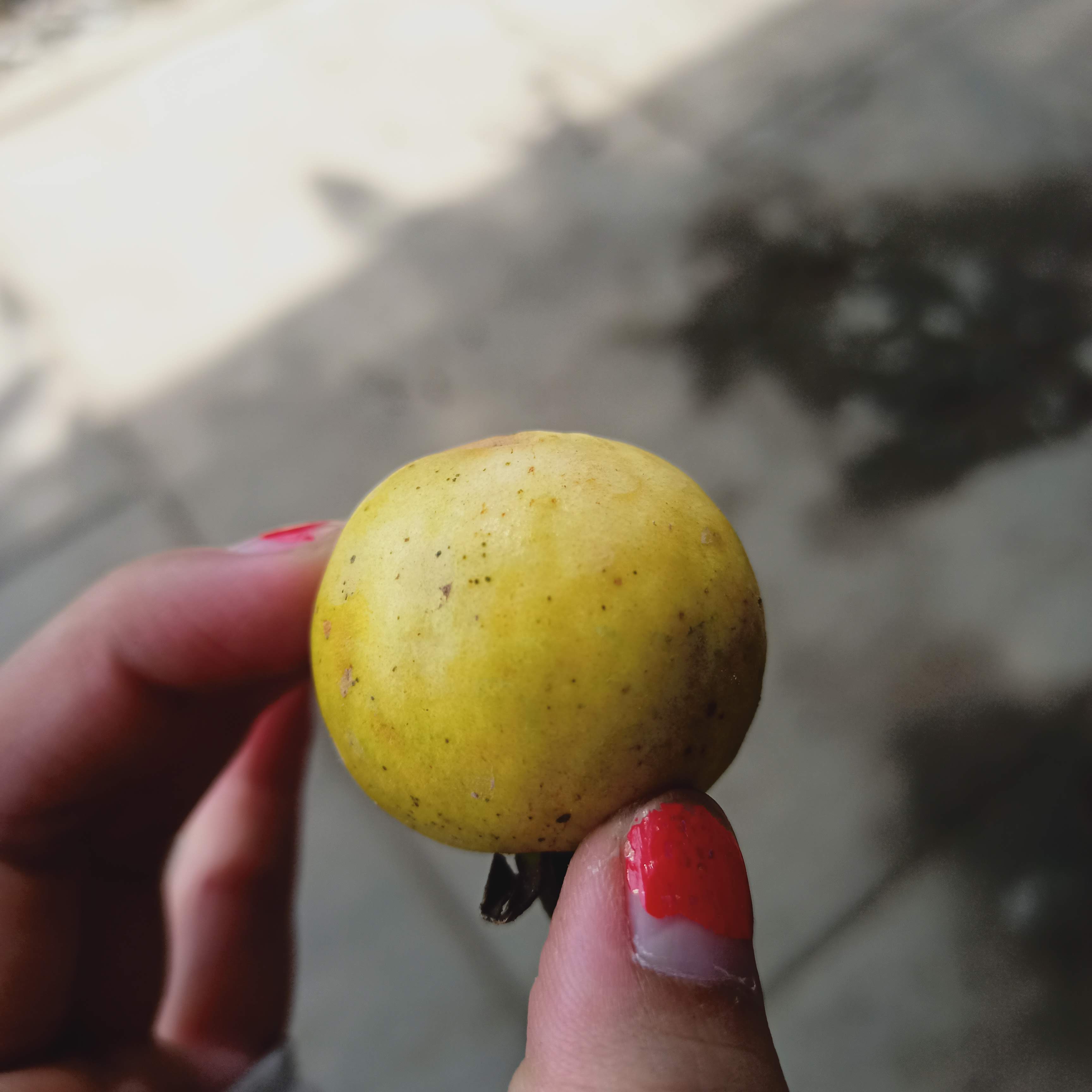 Cây ổi sẻ đang hoa, đang trái, bộ rễ ổn định, tán sum, trái ngọt, ruột đỏ thơm lừng - Summer Garden