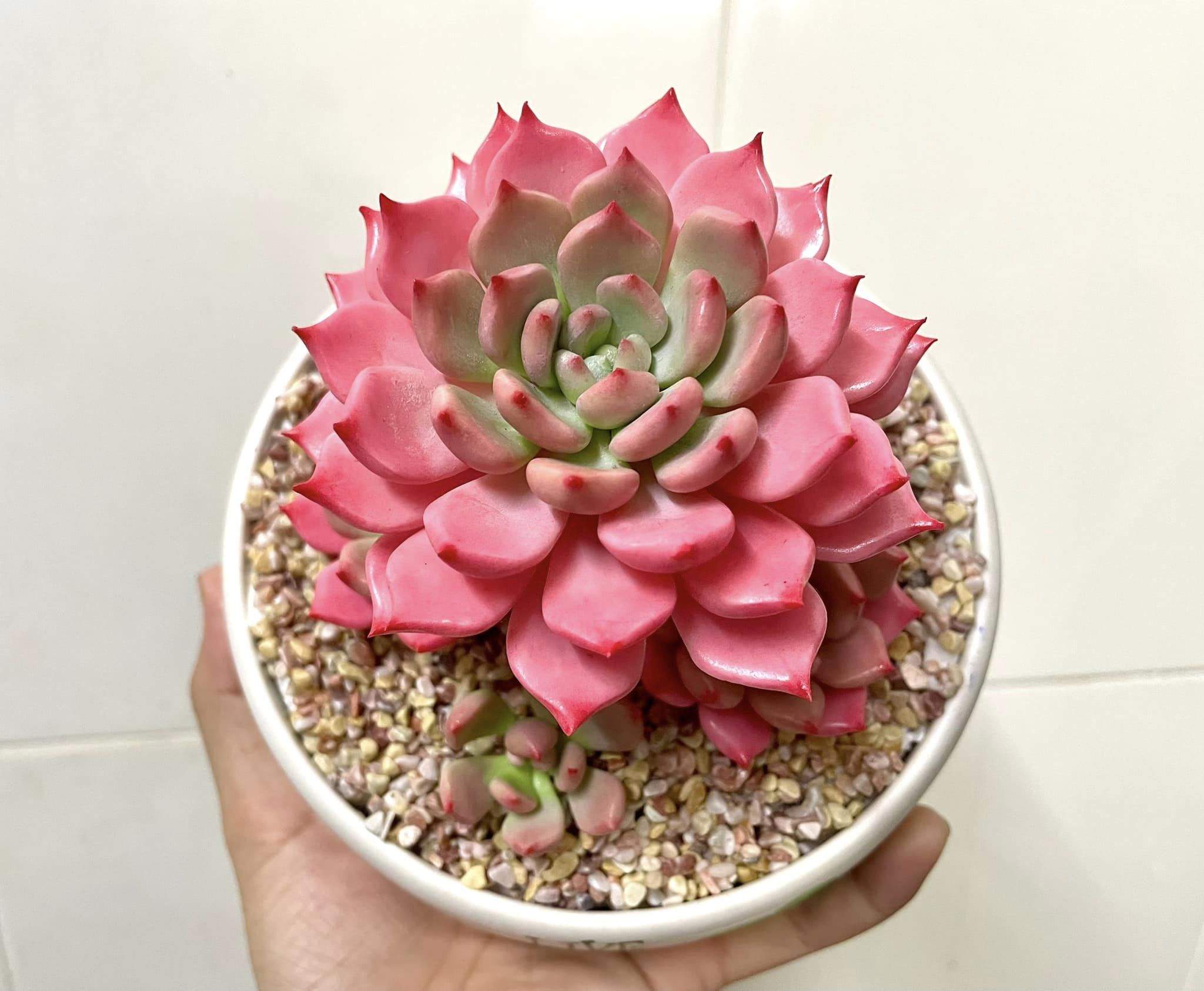 Chậu Sen đá hồng bằng đất sét