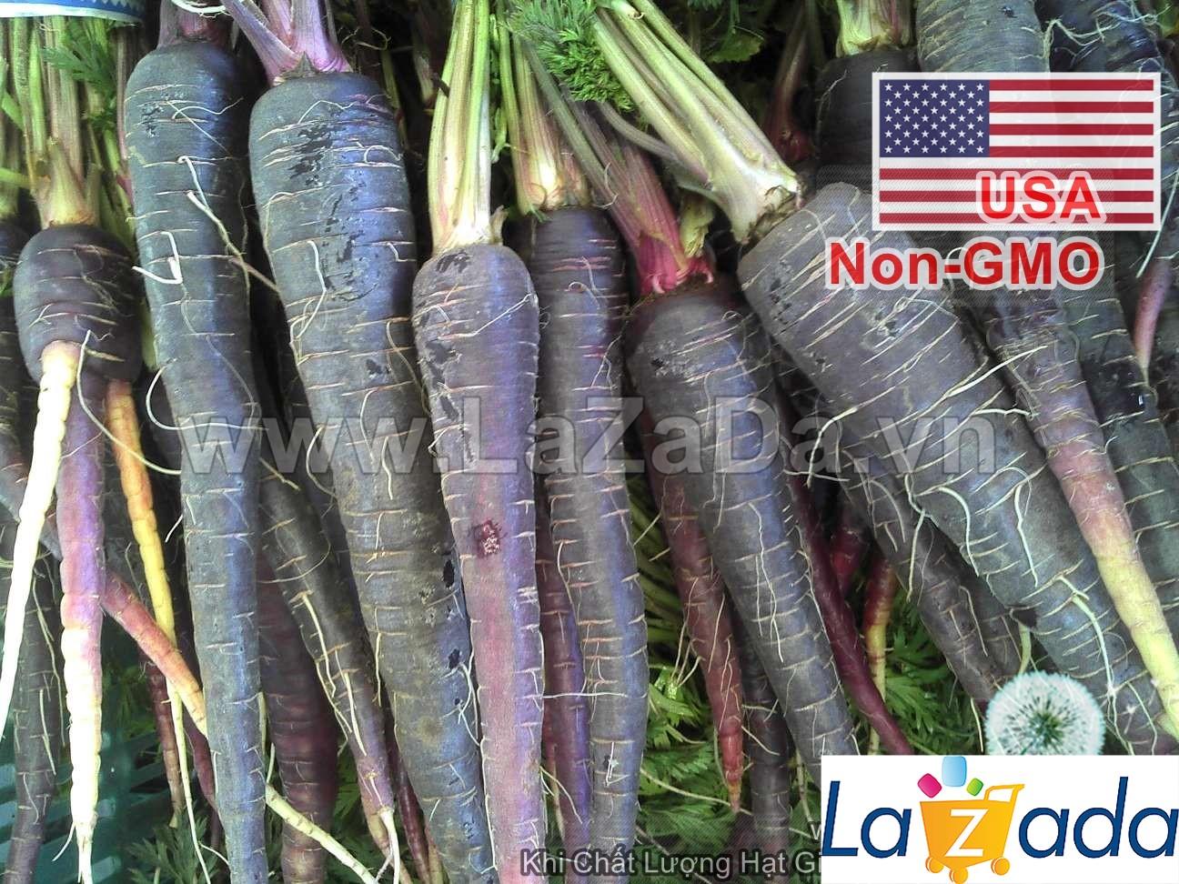 150h Hạt Giống Cà Rốt Đen Tím Black Giàu Anthocyanin (A1.101| C29*W31*M021)