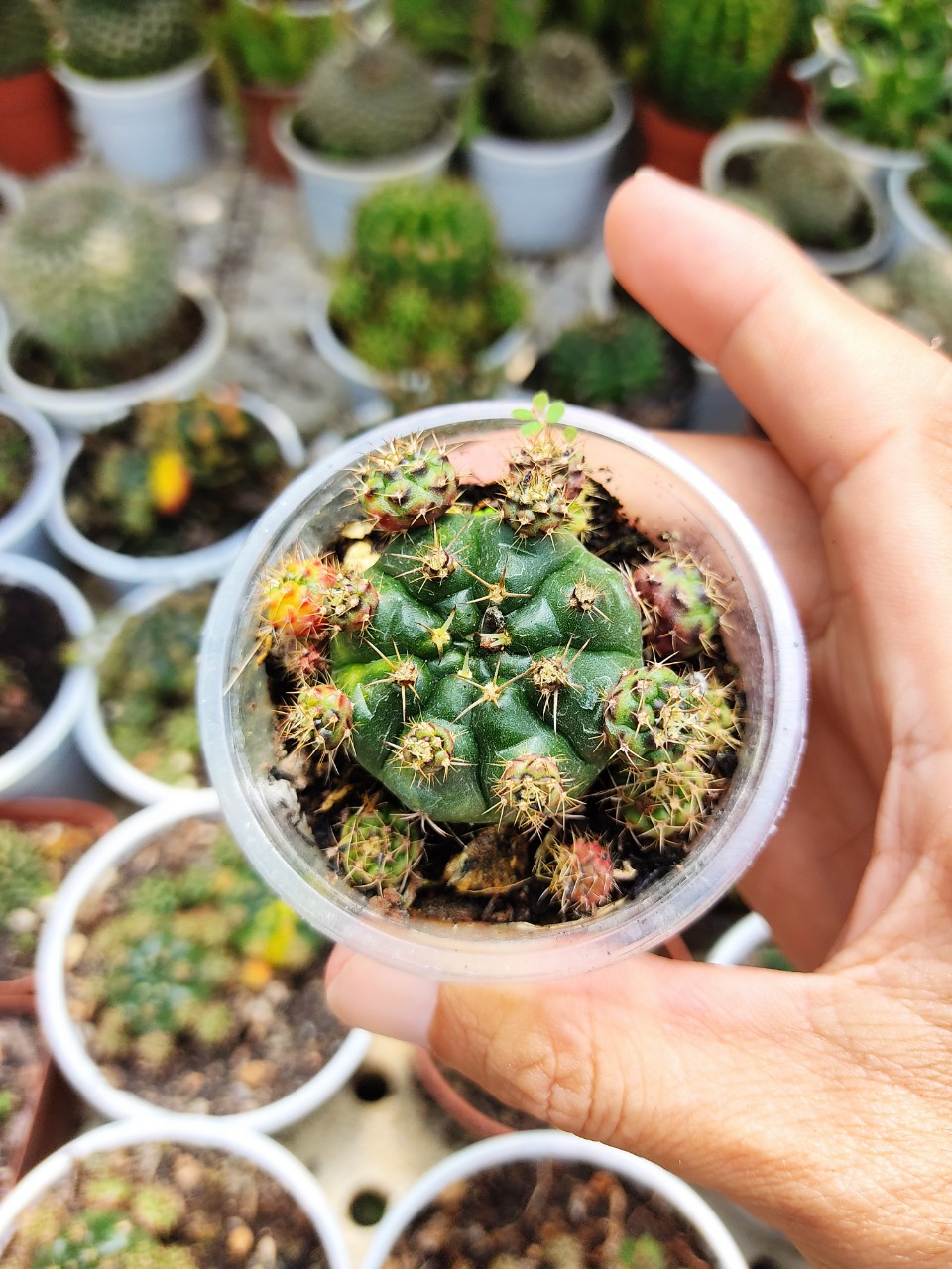 Xương rồng DAMSI (nhiều size)