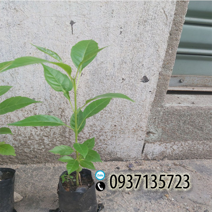 [HCM]combo 5 cây giống chuông vàng