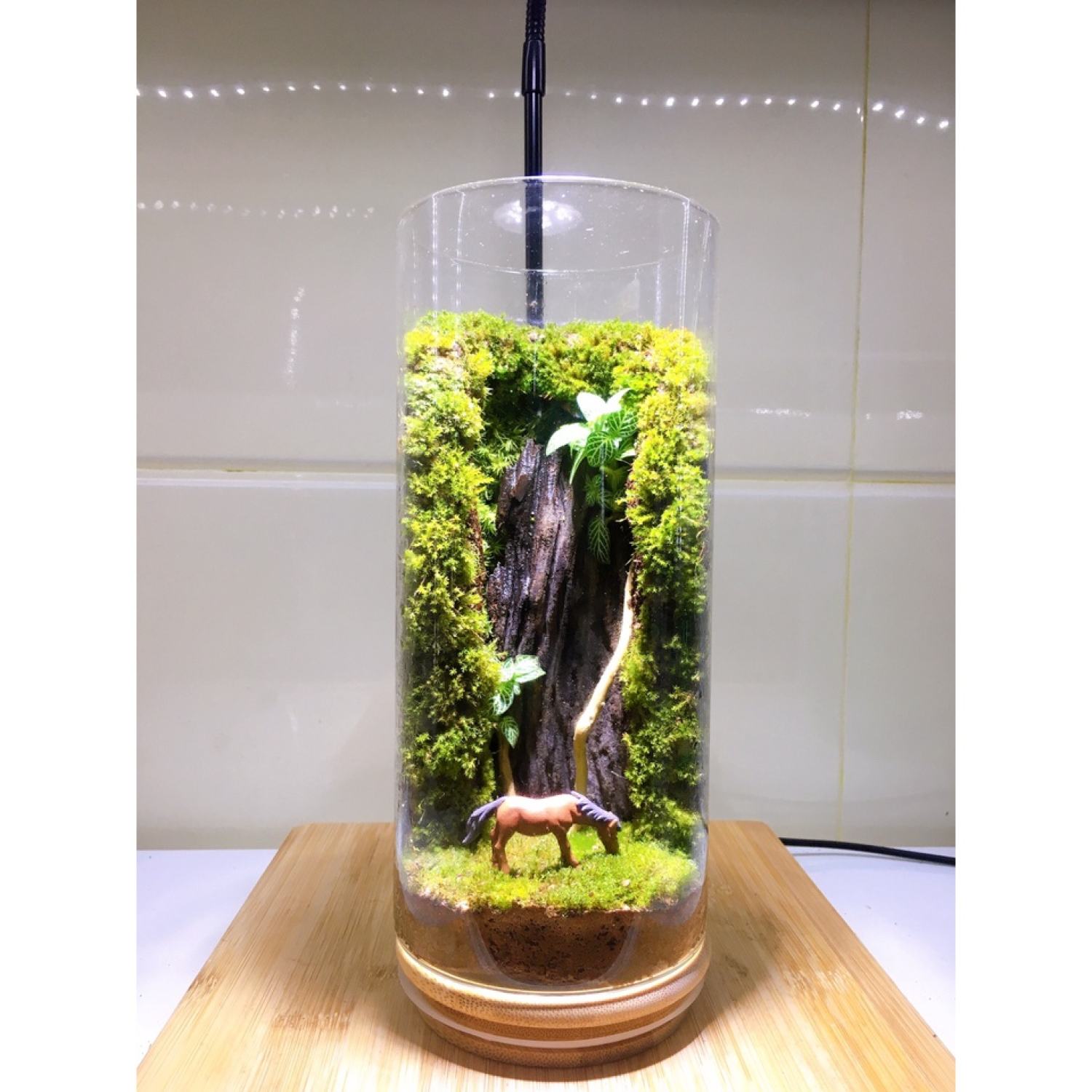 NHÍP CẮM CÂY,RÊU,TERRARIUM - THỦY SINH