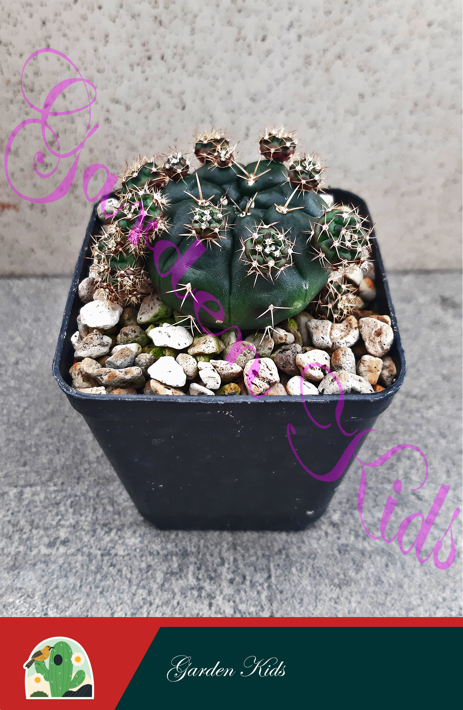 Xương rồng Gymnocalycium Damsii