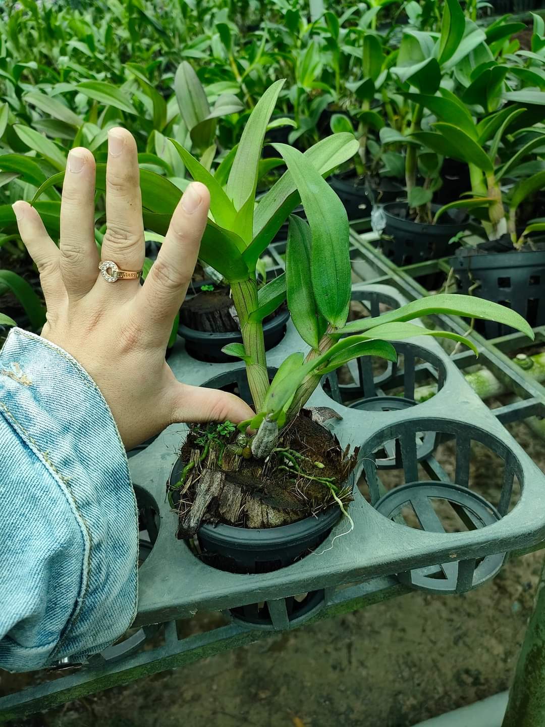 HOA LAN DEN LAI CAT BẠCH TUYẾT