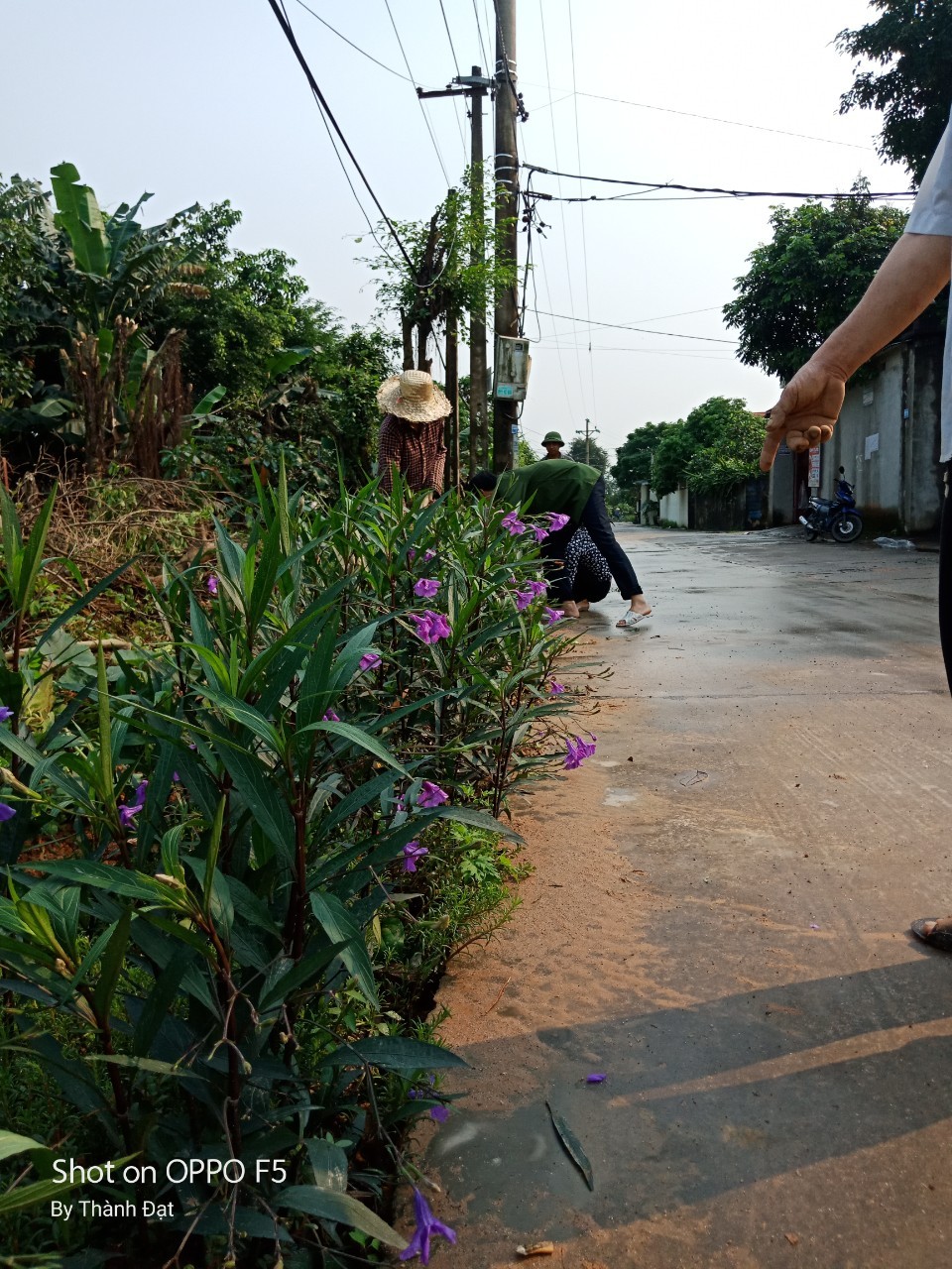 Cây chiều tím đô thị -bó 20 cành TẶNG 1 siêu lân