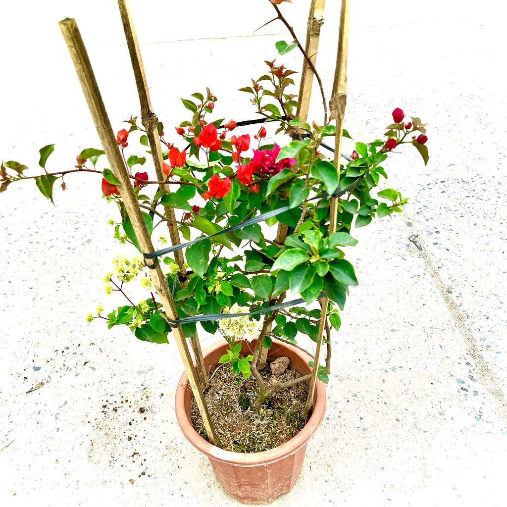 Cây hoa giấy 2 màu sắc trưởng thành( Ảnh thật 2-3)..